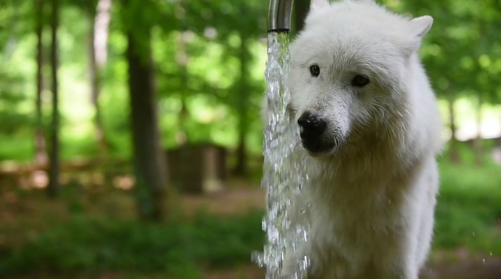 Video - Polarwolf am Wasser